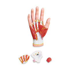 Muscles of the Hand (4-Part)