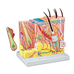 Skin Model 