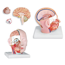 Head Dissection (4-Part) 