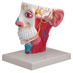 Nerves of the Head Model