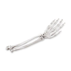Bones of the Hand and Forearm Model 