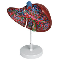Liver Model (Enlarged)
