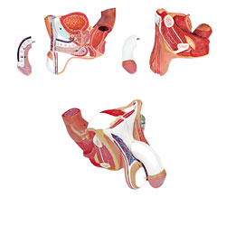 Male Genital Organs Model (4 Parts) 