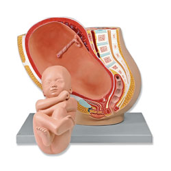 Pregnant Pelvis with Mature Fetus Model (2 Part) 