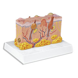 Pathological Model of the Skin