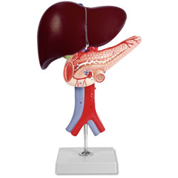 Liver, Pancreas, and Duodenum Model (Two Part) 