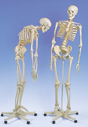 Flexible Skeleton Fred, on 5 feet roller stand