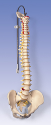 Classic Flexible Spine
