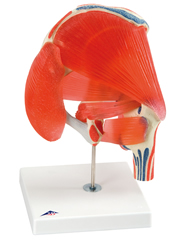 Hip joint with removable muscles, 7 part
