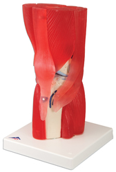 Knee Joint with removable muscles, 12 part