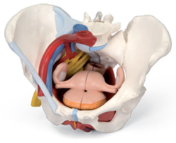 Female Pelvis with Ligaments, Vessels, Nerves, Pelvic Floor and Organs, 6 part