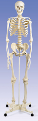 Human Skeleton Model Stan, on pelvic mounted 5 foot roller stand