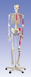 Muscle Skeleton Max, on 5 feet roller stand