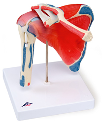 Shoulder joint with rotator cuff - 5 part