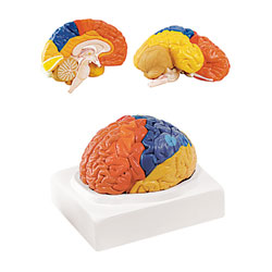 Regional Brain (2-Part)