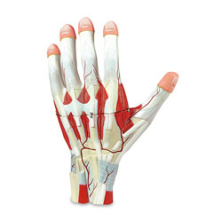 Enlarged Hand Model (3-Part) 