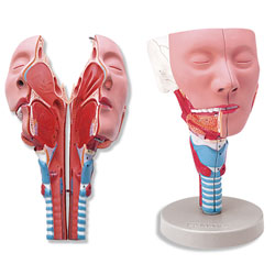 Head with Pharynx Muscles Model