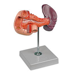 Pancreas, Duodenum, and Spleen Model