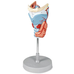 Larynx Model (5 Part)