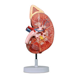 Kidney with Adrenal Gland Model 