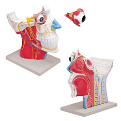 Cranial and Autonomic Nerves Model (Two Part) 