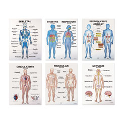 Anatomy Poster Set