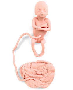 Human Fetus Replica - 5 Month Female